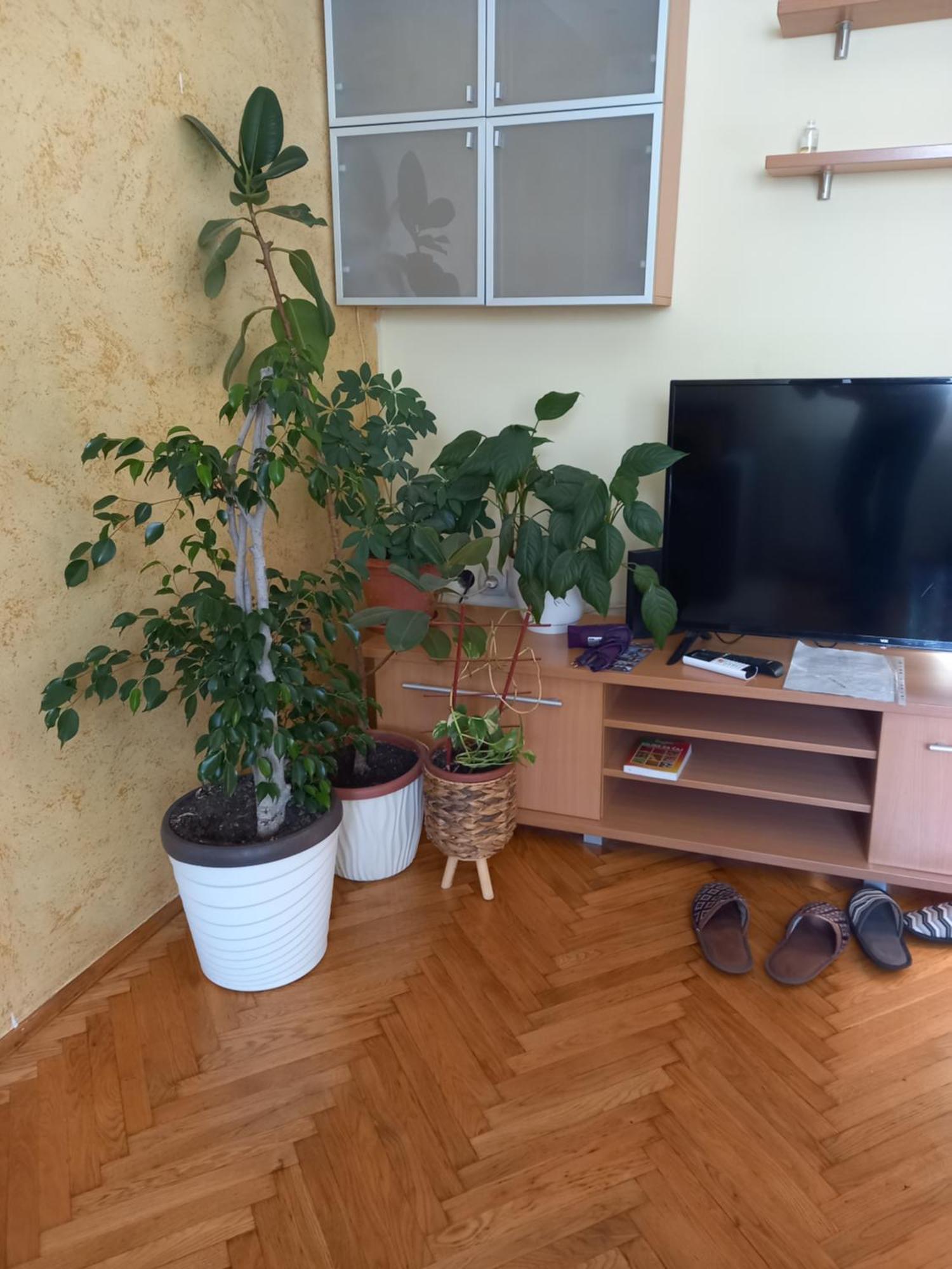 Leda Apartmani 斯梅代雷沃 客房 照片